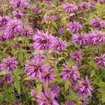 Monarda 'Aquarius' - 