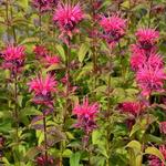 Monarda 'Balance' - 