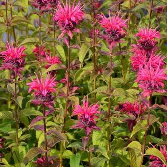 Monarda 'Balance'