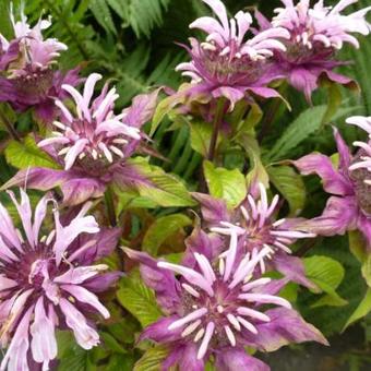 Monarda 'Beauty of Cobham'