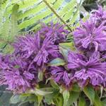 Monarda 'Blaustrumpf' - 