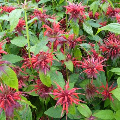 Monarda 'Cambridge Scarlet' - 