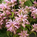 Monarda 'Croftway Pink'