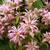 Monarda 'Croftway Pink'