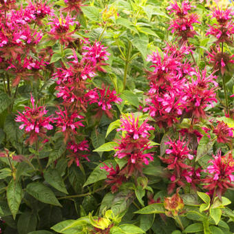 Monarda