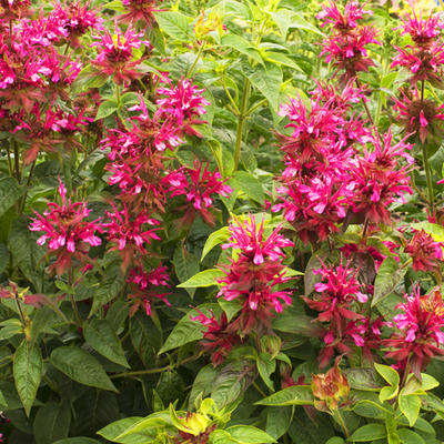 Monarda - Monarda