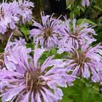 Monarda 'Elsie's Lavender' - 