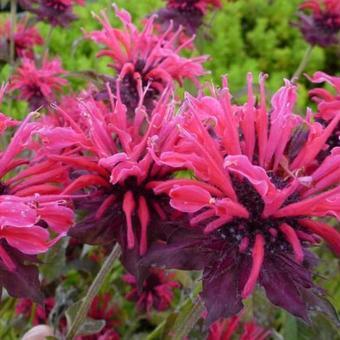 Monarda 'Feuerschopf'