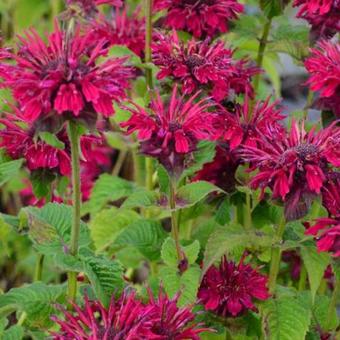 Monarda didyma 'Fireball'