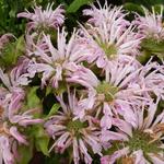 Monarda 'Fishes'