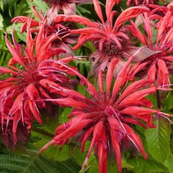 Monarda 'Gardenview Scarlet'