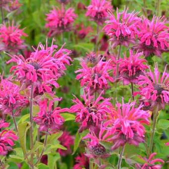 Monarda 'Heidelerche'