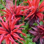 Monarda 'Jacob Cline'