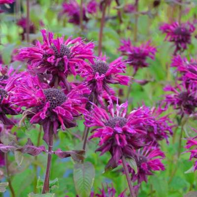 Monarda 'Kardinal' - 