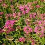 Monarda 'Marshall's Delight' - Monarda 'Marshall's Delight'