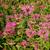 Monarda 'Marshall's Delight'