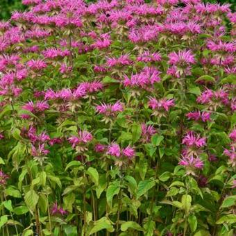 Monarda 'Melissa'