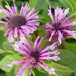 Monarda 'Mohawk' - Monarda 'Mohawk'