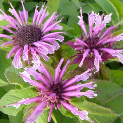 Monarda 'Mohawk' - Monarda 'Mohawk'