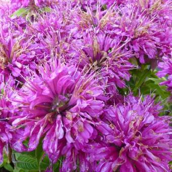 Monarda didyma 'Pardon Me Purple'