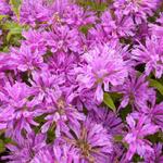 Monarda 'Petite Delight' - 