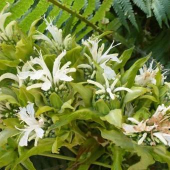 Monarda 'Schneewittchen'