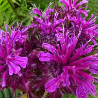 Monarda 'Scorpion'