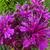 Monarda 'Scorpion'