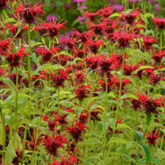 Monarda 'Squaw'