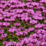 Monarda 'Twins' - 