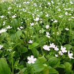 Claytonia sibirica - Montia sibirica