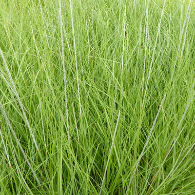 Muhlenbergia rigens - 