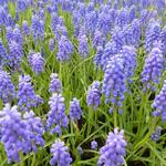 Muscari armeniacum - 