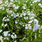 Myosotis palustris - MYOSOTIS DES MARAIS, MYOSOTIS QUEUE DE SCROPION, MYOSOTIS FAUX SCORPION - Myosotis palustris