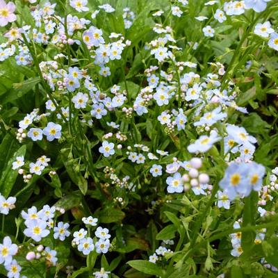 Myosotis palustris - MYOSOTIS DES MARAIS, MYOSOTIS QUEUE DE SCROPION, MYOSOTIS FAUX SCORPION