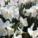 Narcissus 'Mount Hood' - 