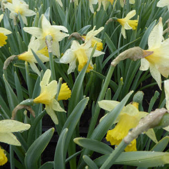 Narcissus 'Pipit'