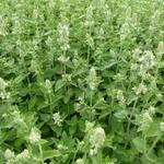 Nepeta cataria 'Citriodora' - 