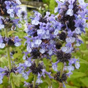 Nepeta clarkei