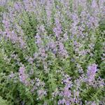 Nepeta x faassenii - Hybrid-Katzenminze - Nepeta x faassenii