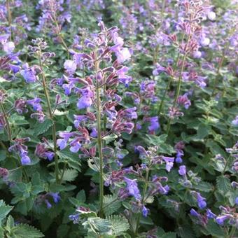 Nepeta faassenii 'Dropmore'