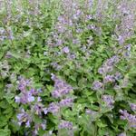 Nepeta faassenii 'Junior Walker' - 