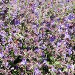 Nepeta faassenii 'Kit Cat' - 