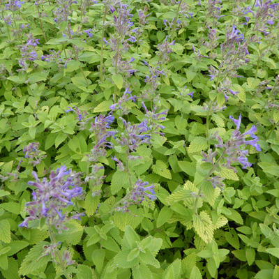 Nepeta x faassenii 'Limelight' - 