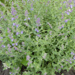 Nepeta faassenii 'Six Hills Giant' - 