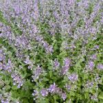 Nepeta faassenii 'Walkers Low' - 