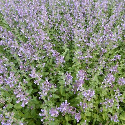 Nepeta faassenii 'Walkers Low' - 