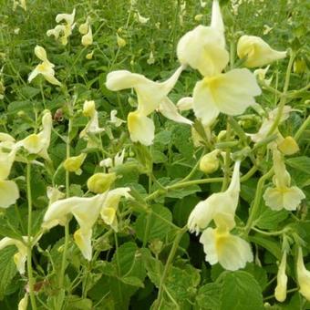 Nepeta govaniana