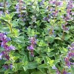 Nepeta grandiflora 'Blue Danube' - 