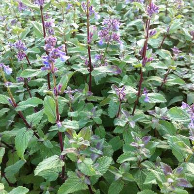 Nepeta grandiflora 'Bramdean' - Nepeta grandiflora 'Bramdean'